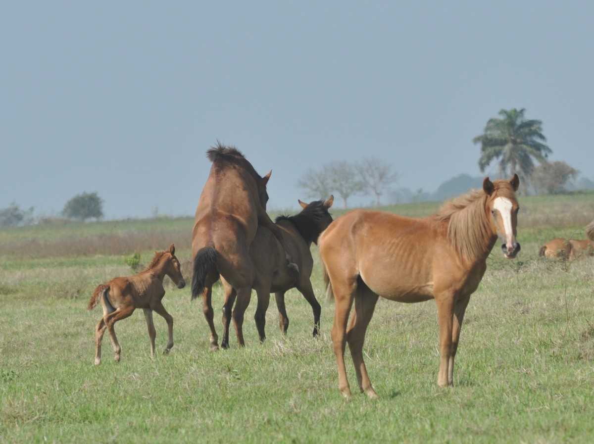 Спаривание пони. Horse males mating. Horse mating near. Horse after mating. Horse mating the animal.